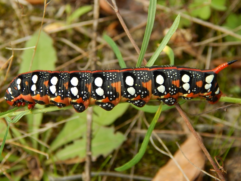 Hyles euphorbiae bruco